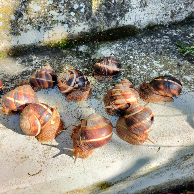 Escargots turcs en coquille bayadère - Juin 2026